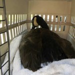 More sick waterfowl found around McKinley Park