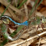Dragonfly swarms possibly headed to Chicago during migration