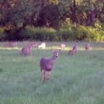 Des Plaines River Journal: The lords and ladies of the forest preserve