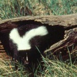Skunks more visible now in Chicago area