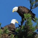 Mooseheart eagles building new nest