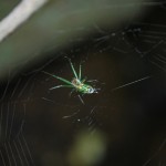 High-rise spiders find good homes on Chicago skyscrapers