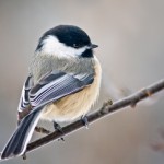 Backyard bird feeding: Harmful or helpful to wildlife?