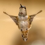 Mystery hummingbird in Oak Park puzzles experts