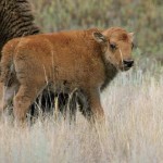 Bison herd coming to prairie near Chicago